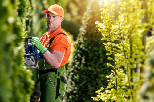 Mann schneidet eine Hecke