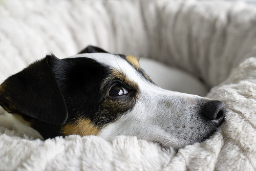 Hund im Körbchen