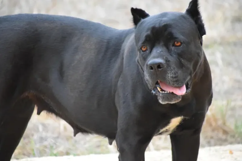 Kampfhund